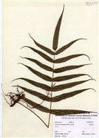 藏品(肢節蕨)的圖片